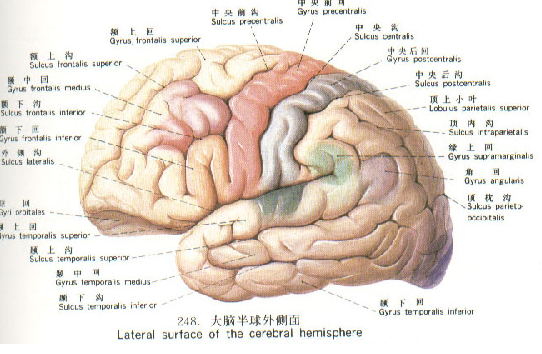 為什么男孩和女孩的學習能力會不一樣？