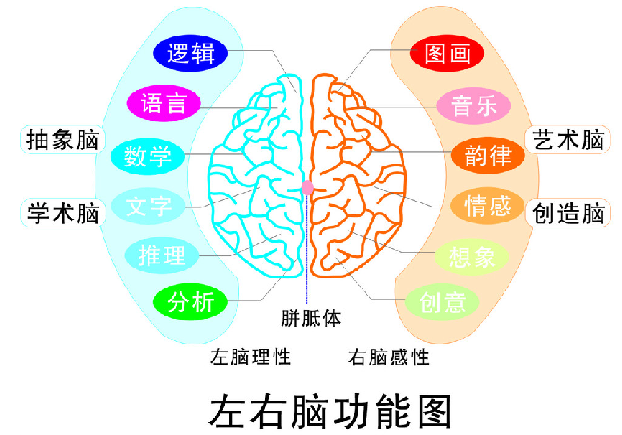 為什么男孩和女孩的學習能力會不一樣？